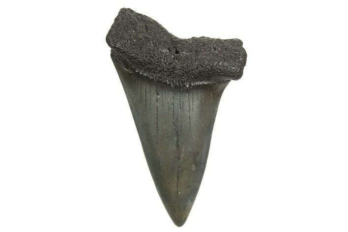 Fossil Broad-Toothed Mako Tooth - South Carolina #340975